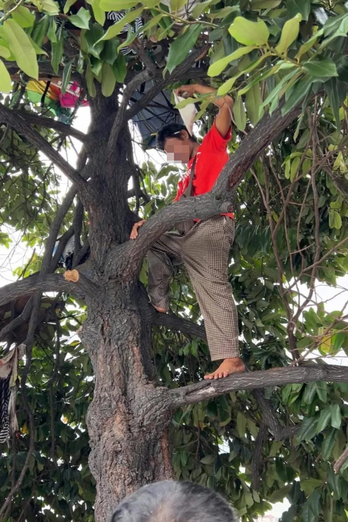 吉隆坡男子因经济困境在树上居住半年