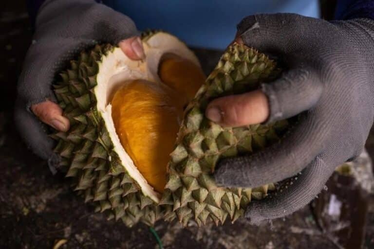 供给周期与物流提速共振：中国金枕榴梿零售价较往年同期近乎腰斩，大马产区亦受波及